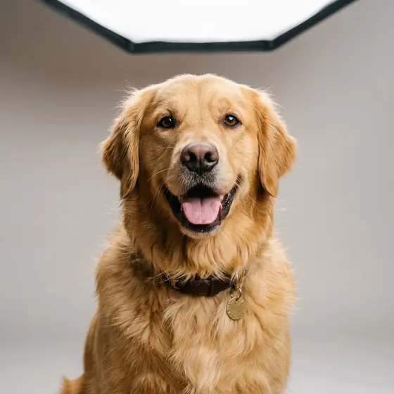 A golden retriever with an open-mouthed smile and a brown collar, against a plain light grey studio backdrop.
