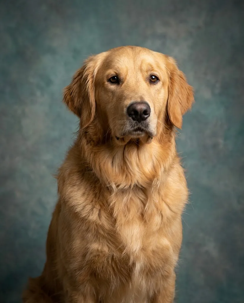 A golden retriever sits upright against a mottled teal and grey painted backdrop, lit softly from the left, its eyes sharp with catchlights.